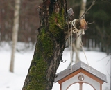 кормушка  "зимний сад" на дереве фото